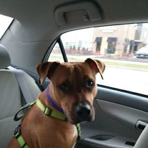 Meet your Posher, Sharon